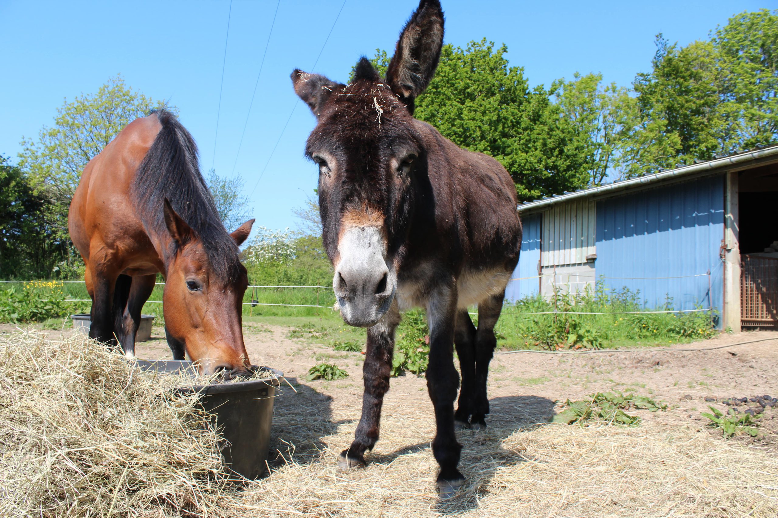 Chevaux