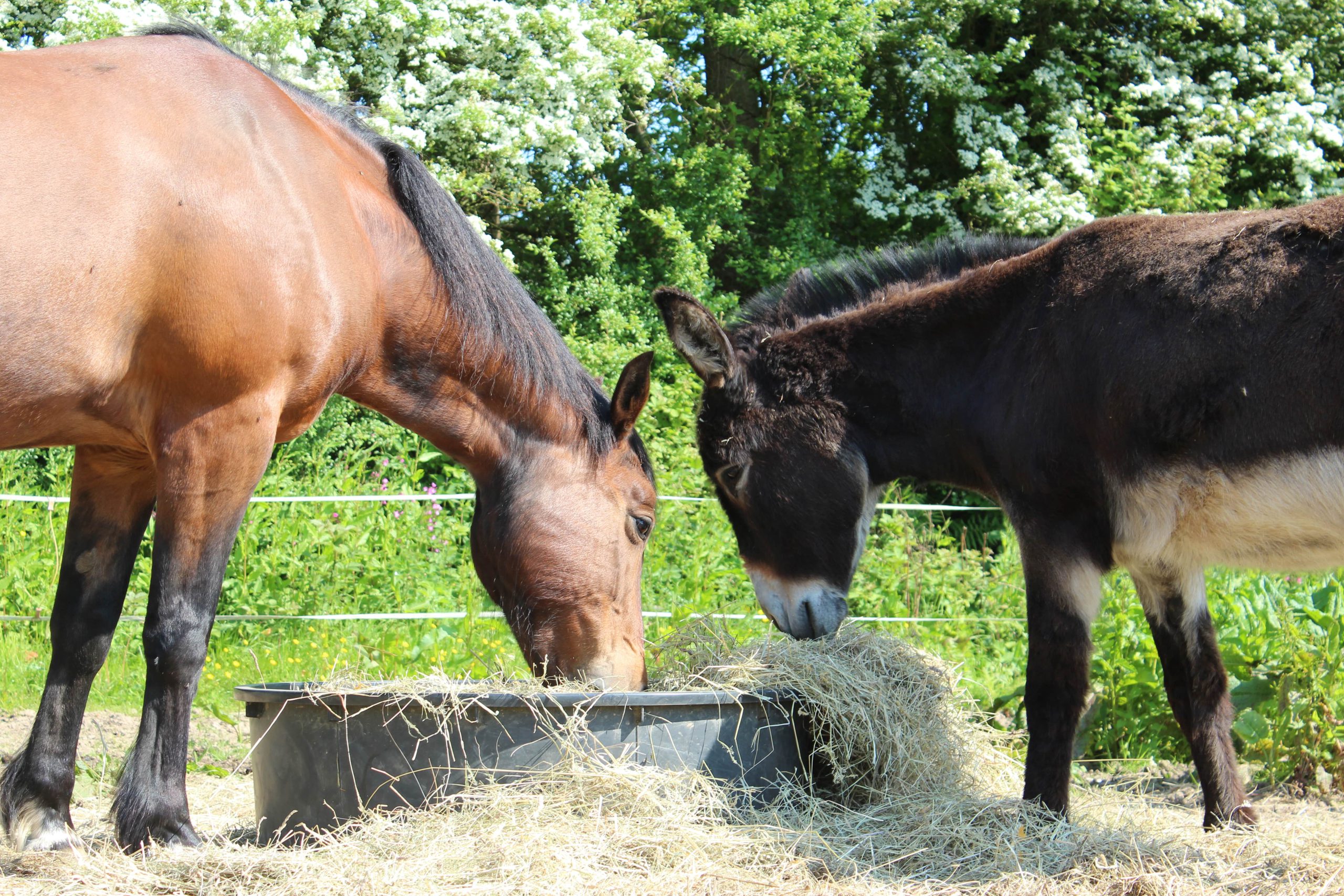 Chevaux