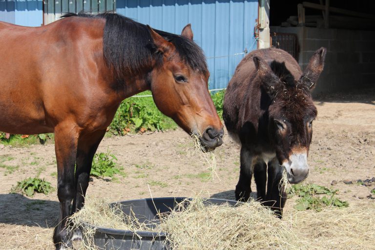 Chevaux