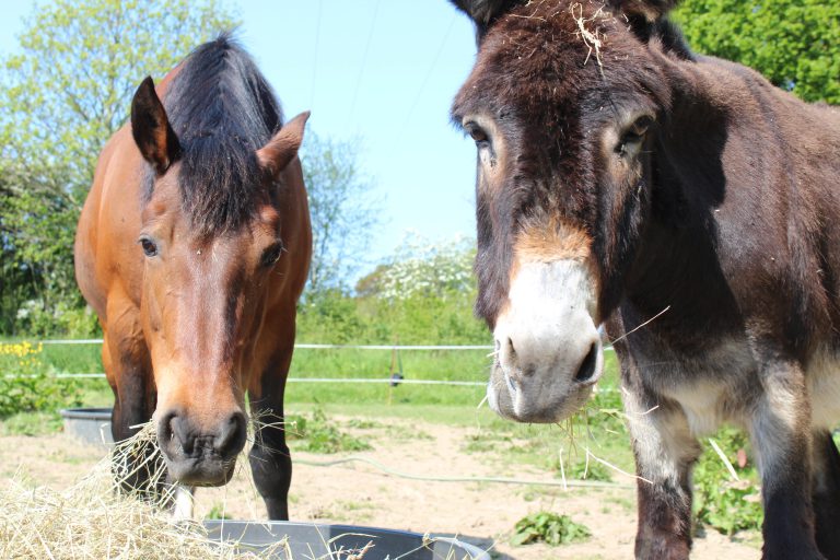 Chevaux