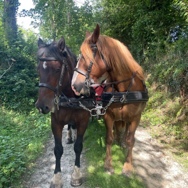 Attelage gites